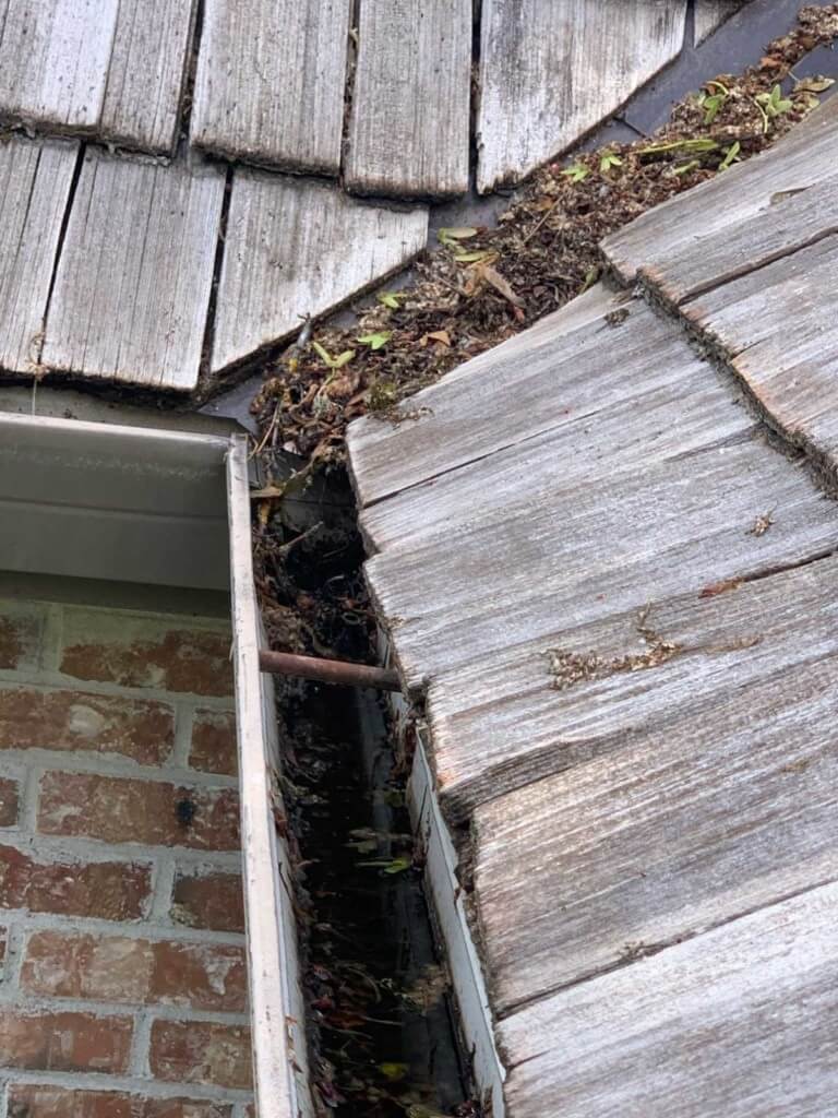 A picture of a gutter with plants and leaves visible, indicating a clog