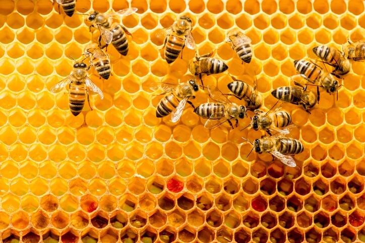 A close-up of a wasp nest or a swarm of bees in a gutter