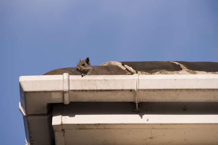 Common Pests That May Be Living in Your Gutters
