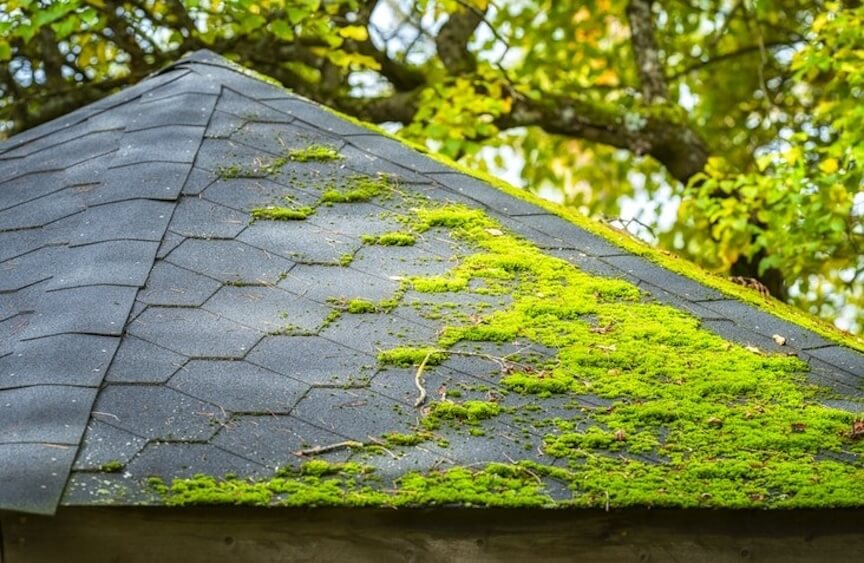 A close-up of a roof with a patch of green moss growing on it