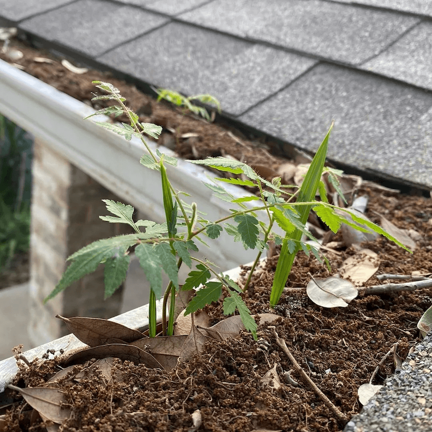 A gutter filled with green plants and weeds growing out of it
